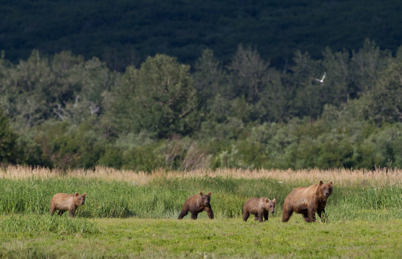 Grizzly Bear Sow And Cubs